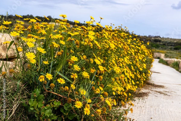 Obraz Golden wildflowers bloom along a countryside path in Malta. A vibrant cluster of yellow daisies contrasts against the rustic stone wall and scenic landscape on a bright spring day.
