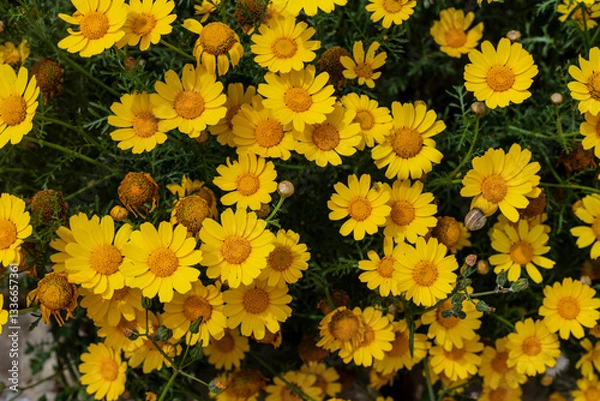 Obraz Close-up of yellow daisies on a sunny day. Vibrant wildflowers bloom in the wilderness, capturing the beauty of nature. Romantic marguerite daisies swaying in warm sunlight.