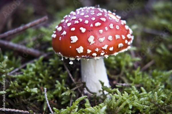 Fototapeta Fliegenpilz
