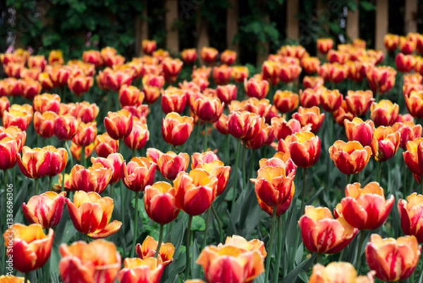 Fototapeta field of red tulips