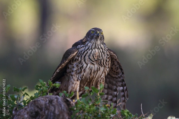 Fototapeta Eurasian Goshawk
