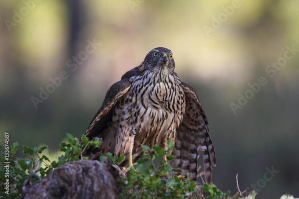 Fototapeta Eurasian Goshawk