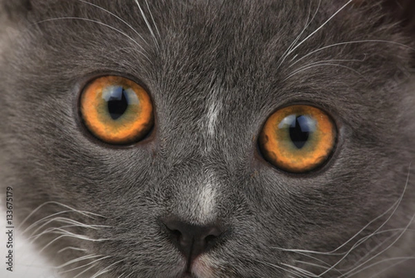 Fototapeta portrait gray cat