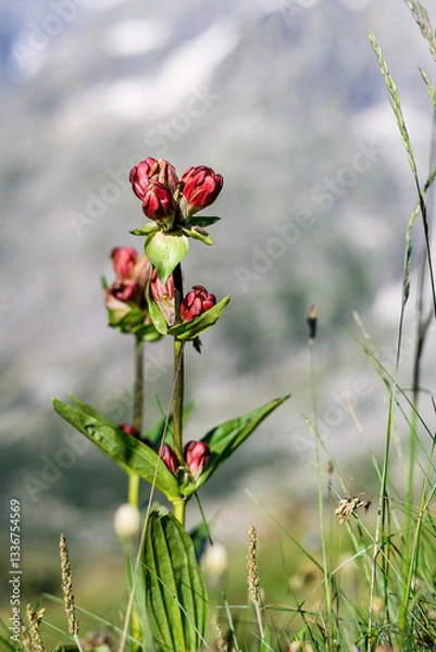 Obraz Gentiana purpurea, the purple gentian, is a plant species in the genus Gentiana. The root is sometimes used in the manufacture of gentian bitters. It is native to Central and Northern Europe.