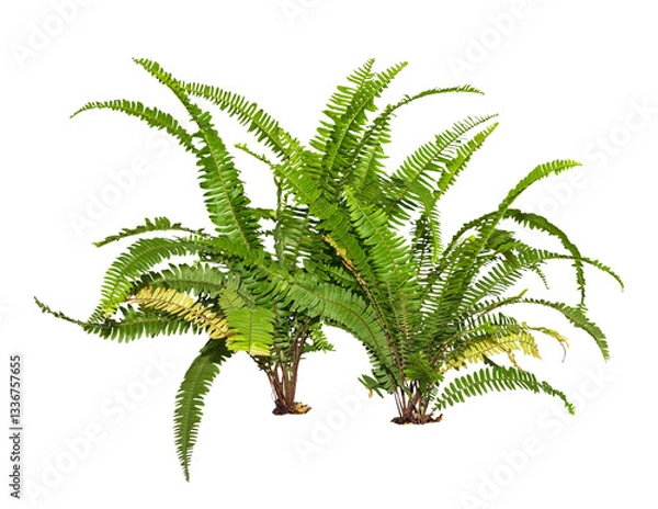 Fototapeta Tropical plant fern grass bush shrub tree isolated on white background with clipping path.