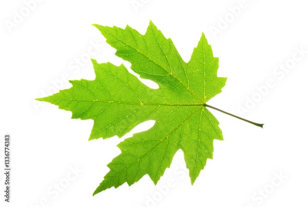 Fototapeta Maple leaf, overhead view. Single green maple leaf on white background. Clipping path. No AI tools