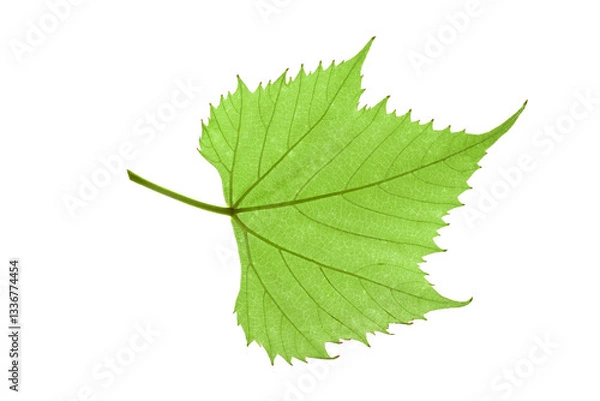 Fototapeta Grape leaf isolated on white background. Grape leaf isolated. Clipping path. No AI tools