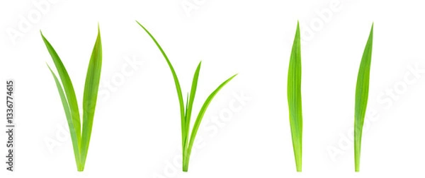 Fototapeta Single green grass isolated on white. Green grass blades over a white background. Clipping path. No AI tools