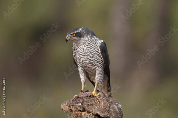 Obraz eurasian goshawk rare bird