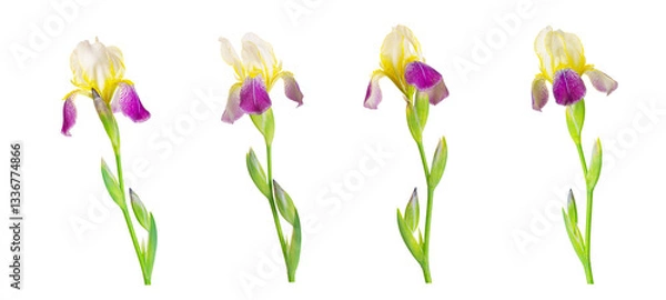 Fototapeta Iris flowers isolated on white background. Isolated white background collection of iris flowers. Clipping path. No AI tools