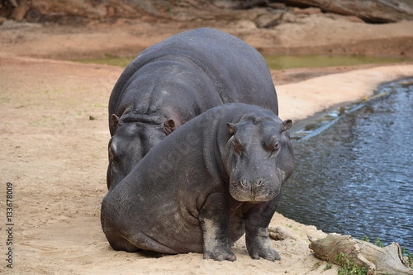 Obraz hippopotamus