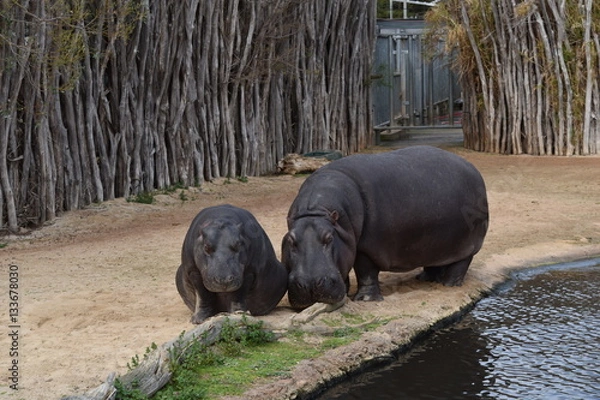 Obraz hippopotamus