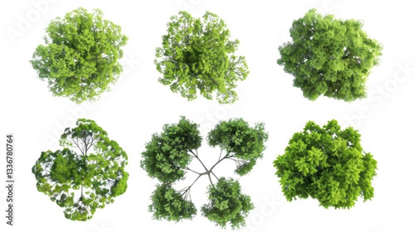 Obraz Top view of six green trees showing branches and foliage on transparent background
