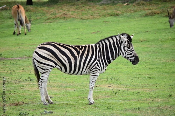 Obraz zebra