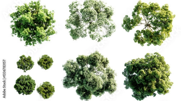 Obraz Top view of lush green trees with transparent background for architectural visualization