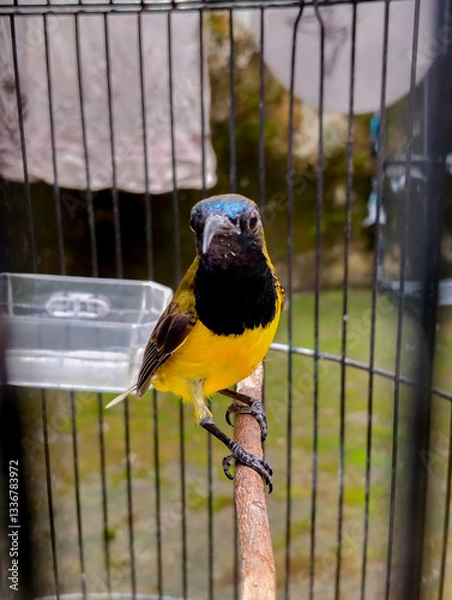 Obraz close up of olive black sunbird. its tropical species bird. Its like to eat nectar of  flowers and small insect