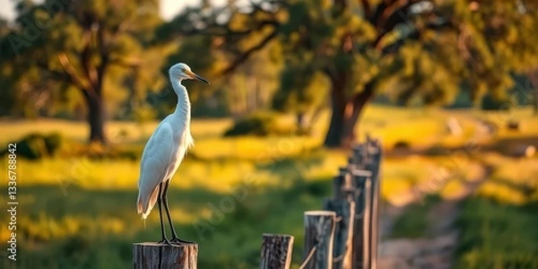 Fototapeta A serene white bird perched atop a weathered wooden post, a rustic fence meandering towards a sunlit field of wildflowers in the distance