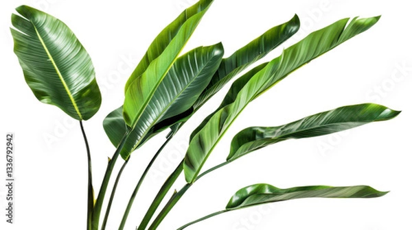 Obraz Vibrant green leaves of strelitzia nicolai plant on transparent background