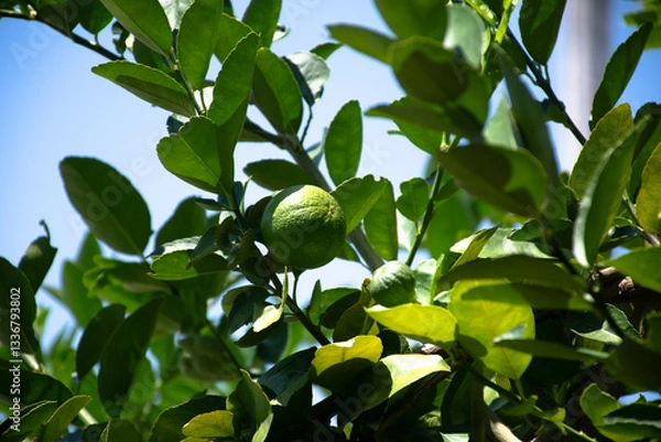 Fototapeta A lime is hanging on its tree.