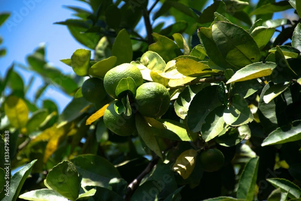 Fototapeta A bunch of limes is hanging on its tree.