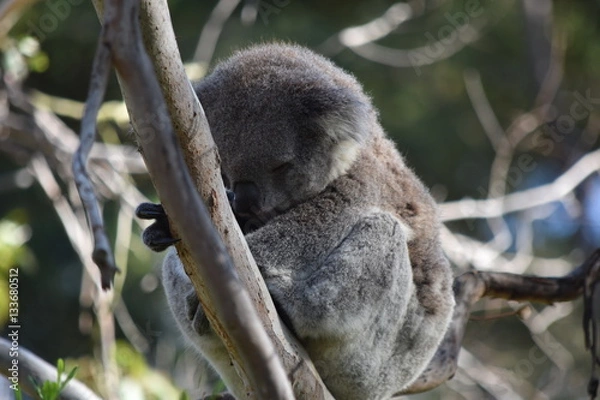 Obraz koala