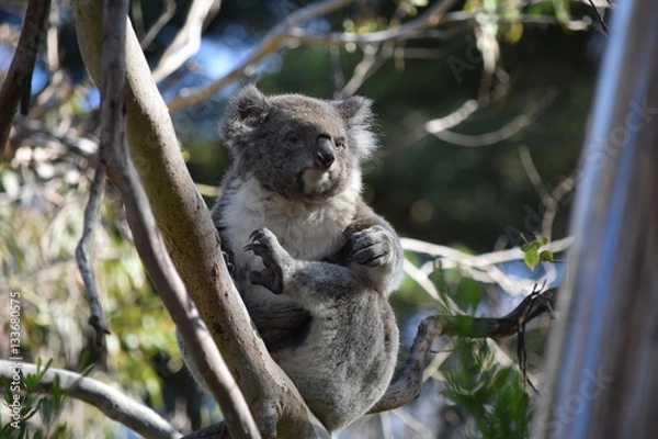 Obraz koala