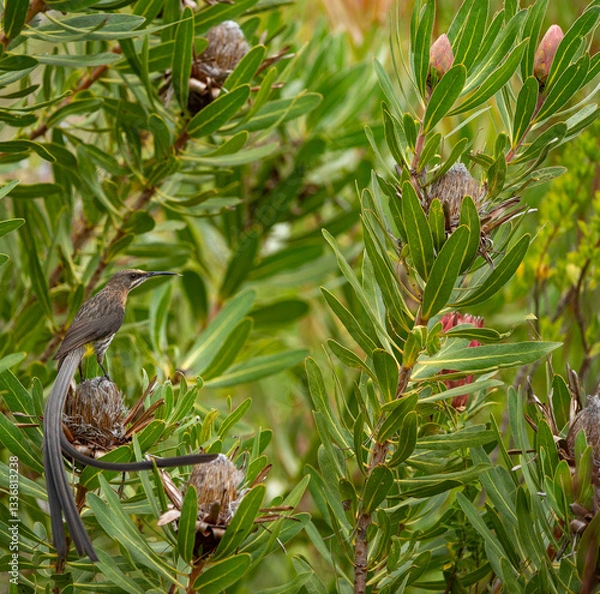 Fototapeta Group of Protea dead flower heads with Cape Sugarbird, (Promerops cafer) sitting in botton left hand corner with long tail and yellow rump visible