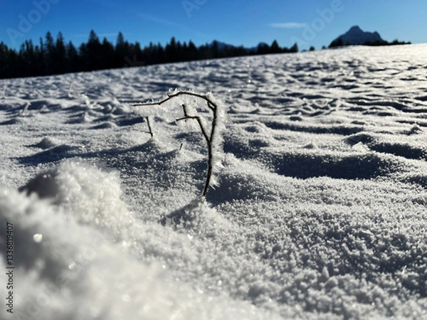 Fototapeta Close-up of a frozen twig covered in ice, with the ice crystals flickering in the sunlight, in a snow-covered scenery