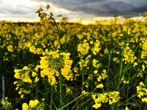 Fototapeta Close-up of yellow flowering plants on field with sunset in the background