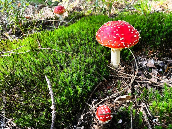 Fototapeta Close-up of fly agaric mushroom on forrest ground covered with moss and twigs