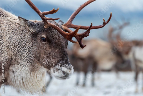 Obraz Rudolph the reindeer