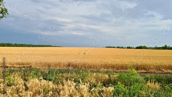 Obraz Vast fields with ripened wheat against the backdrop of a gloomy cloudy autumn sky