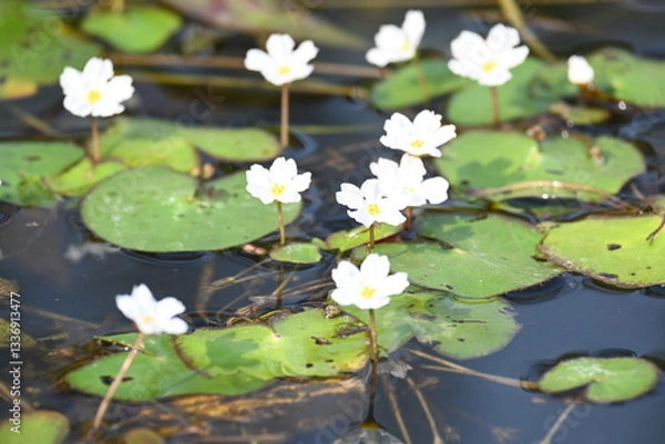 Fototapeta Nymphoides aquatica or banana lily. It  is an aquatic plant in the Menyanthaceae. This is common names water banana plant, banana lily, and the big floatingheart. Its root is like a banana. White lily