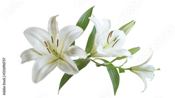 Obraz White lily flowers blooming with transparent background