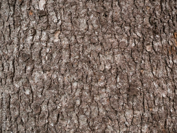 Obraz tree bark texture only