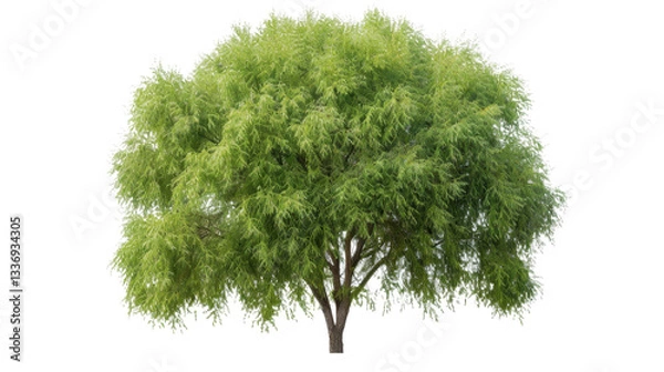 Obraz Lush green tree with transparent background isolated for easy integration into designs