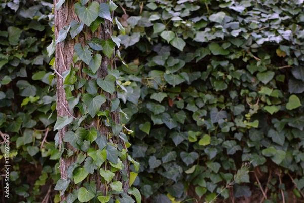 Fototapeta tree trunk green ivy climbing vine
