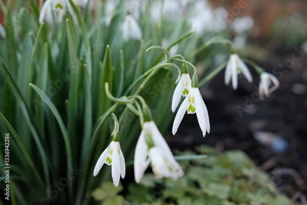 Obraz snowdrops in the forest