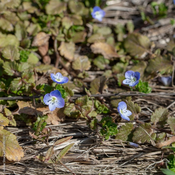 Obraz 畔で見かけたイヌノフグリ