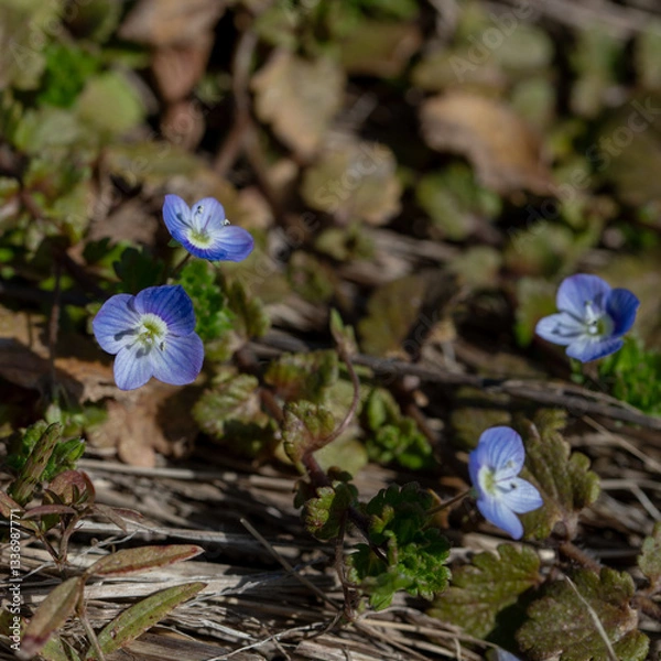 Obraz 畔で見かけたイヌノフグリ