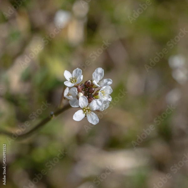 Obraz 畔で見つけたタメツケバナ