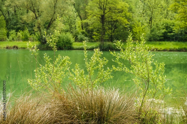 Obraz Frischer Blattaustrieb an jungen Weiden salix und braunen Binsen juncus vor tiefgrünem See mit Büschen und Bäumen am Ufer am Fischersee in Zisishausen