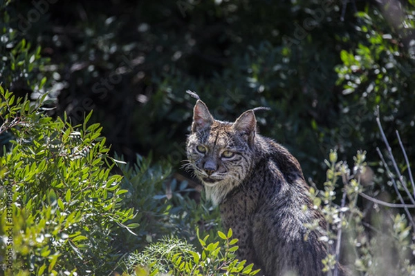 Obraz Lince Ibérico (Lynx pardinus)