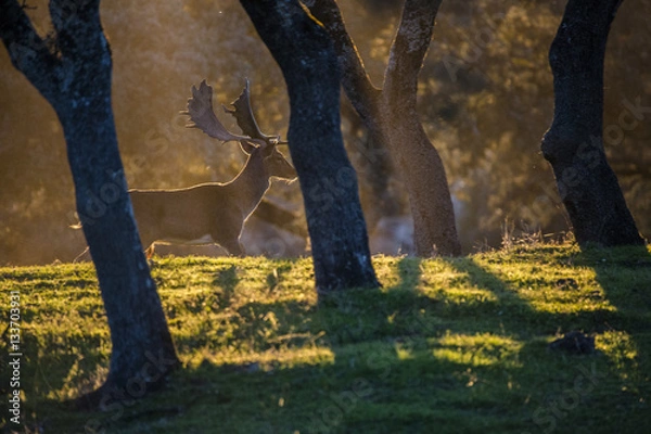 Obraz Gamo (Dama dama)