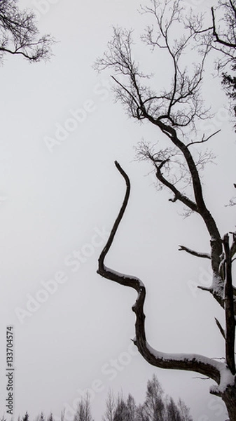 Fototapeta Face shaped tree.