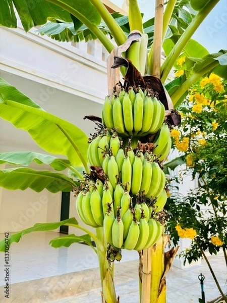 Fototapeta Green bananas growing on trees. Green tropical banana fruits close-up on banana plantation