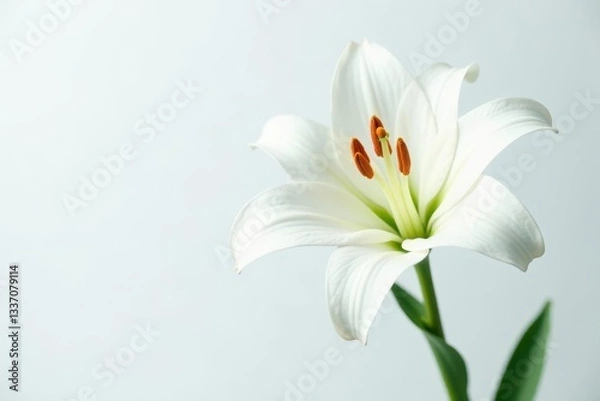 Obraz Single white lily blossom, vibrant petals against pure white backdrop, image, bright