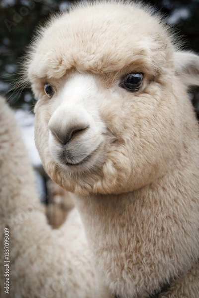 Obraz Smiling Alpaca