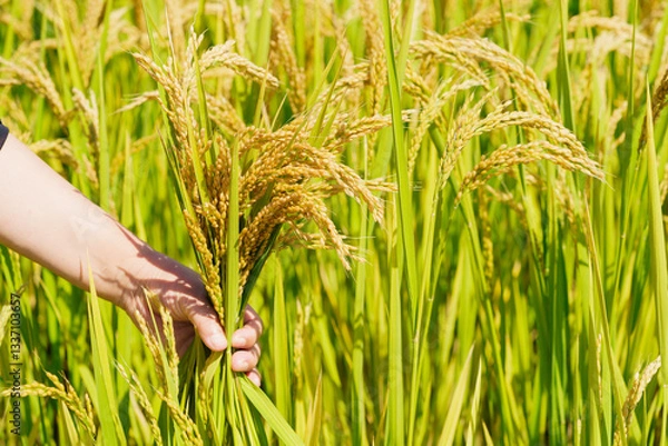 Fototapeta Holding Northeastern rice in hands