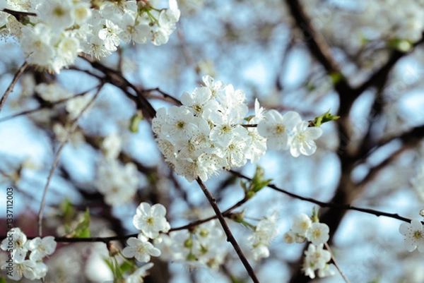 Obraz Wiosna w ogrodzie, kwitnąca wiśnia